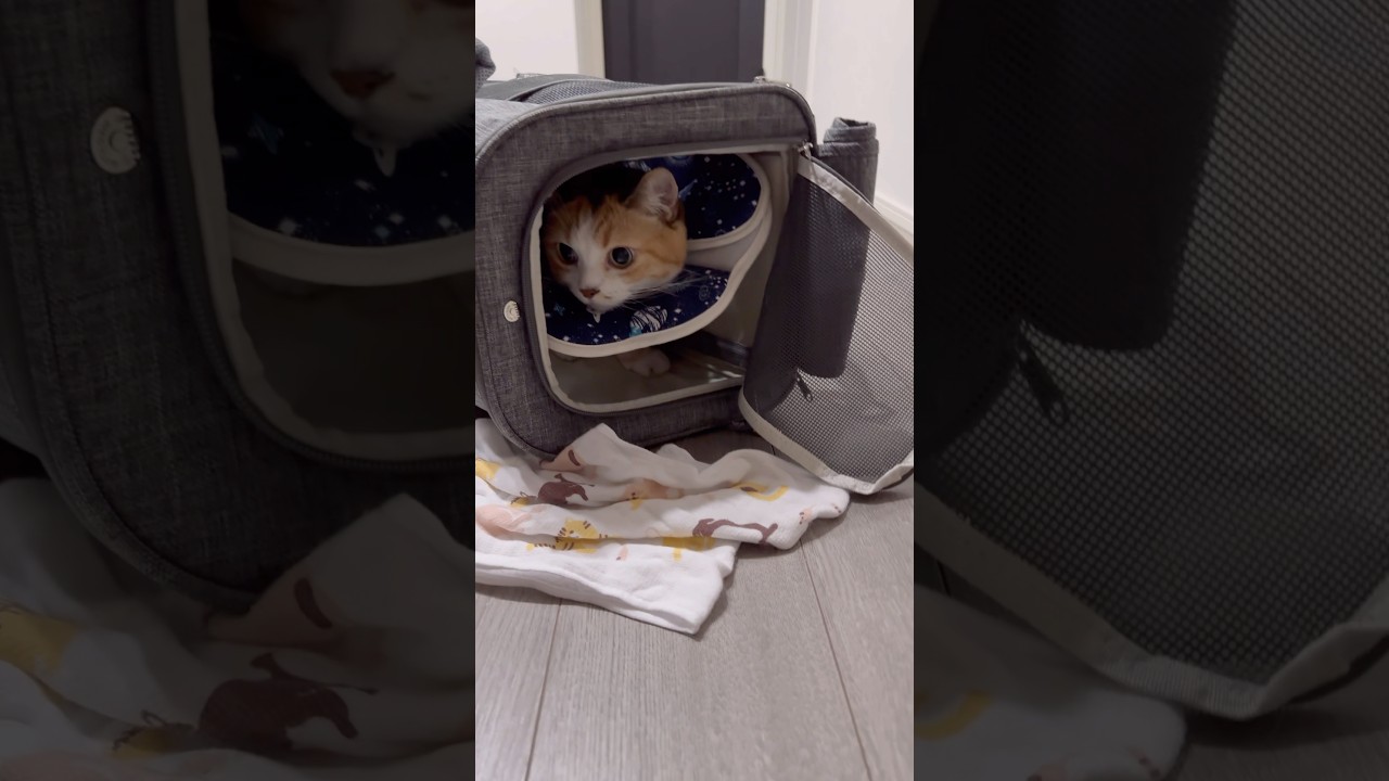 ラッパ邪魔だけど狭いとこには入りたいめいちゃん #マンチカン短足
