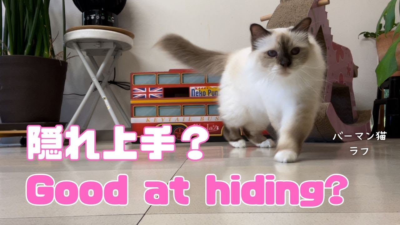 バーマン猫ラフとガブ【隠れ上手？】Good at hiding?（バーマン猫）Birman/Cat