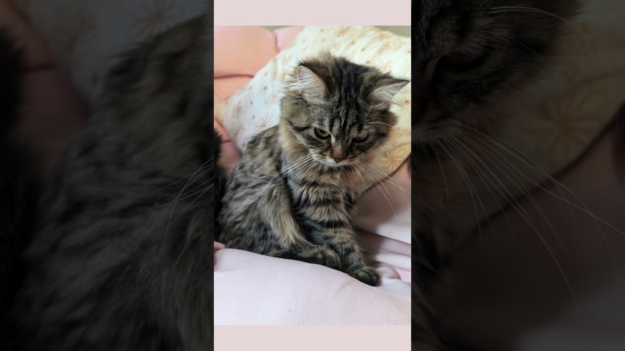 The Many Expressions of a Grumpy Kitten | Siberian Cat