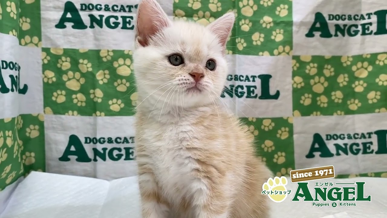 アメリカンショートヘアー 2410084 【ペットショップエンゼル　子犬・子猫販売】