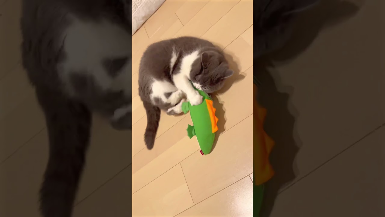 【日本一美猫の日常】遠慮って食えんの？ #ケリケリ #amsr #日本一 #美猫 #日常  #かわいい #猫 #ブリティッシュショートヘアー #cat #cutecat #まる