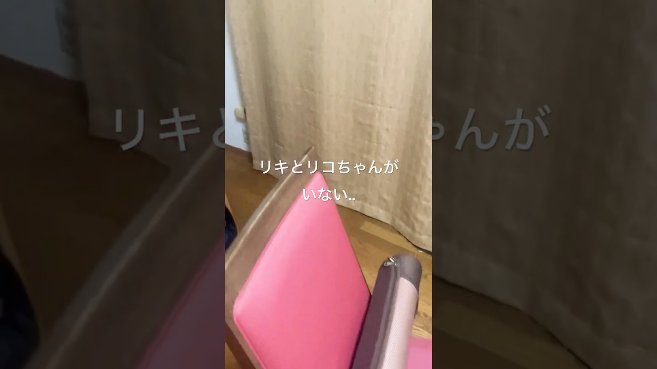 【観察記録】再会6日目#親子猫#ノルウェージャンフォレストキャット #母猫#いつも一緒#猫のいる暮らし