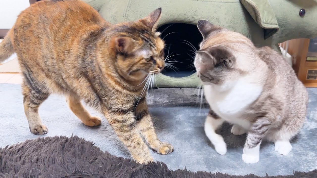 永遠の子猫姫が激おこモードに…解消方法が簡単すぎて癒されます