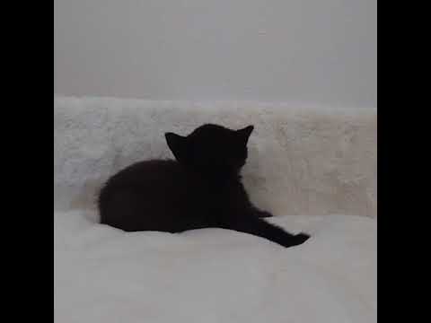 ボンベイ まっくろのボンベイちゃん💓