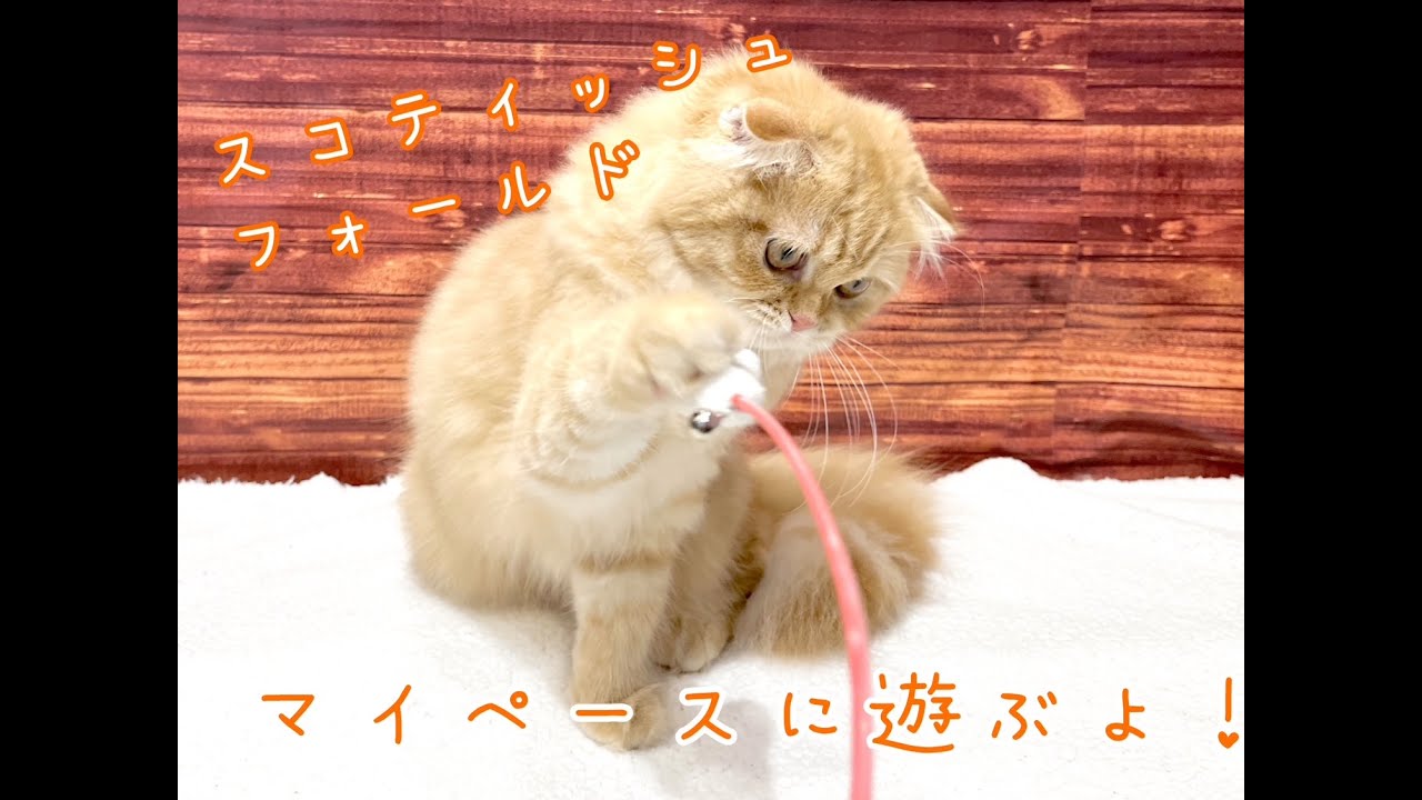 【10/16撮影】マイペースな性格が可愛すぎるスコティッシュフォールドちゃん