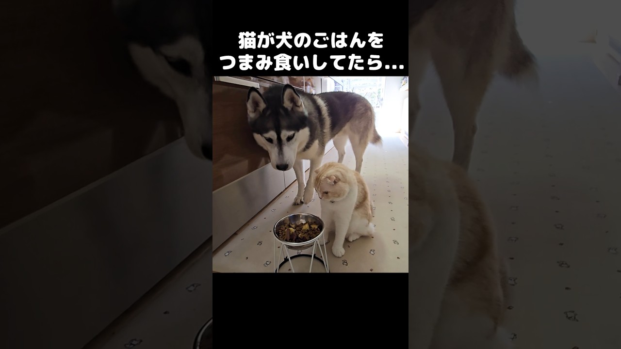 猫が犬のごはんをつまみ食いしてたら...