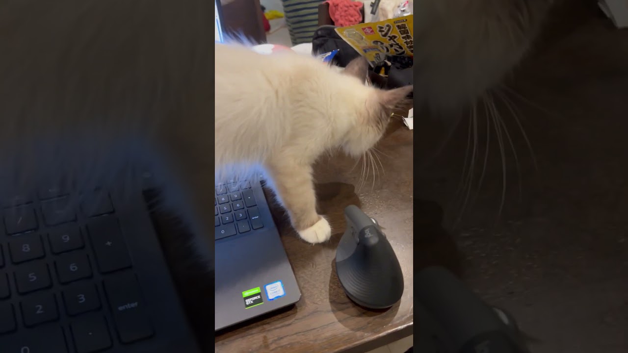 初めてのプチ猫ハラ #ラグドール #kitten＃猫のいる暮らし