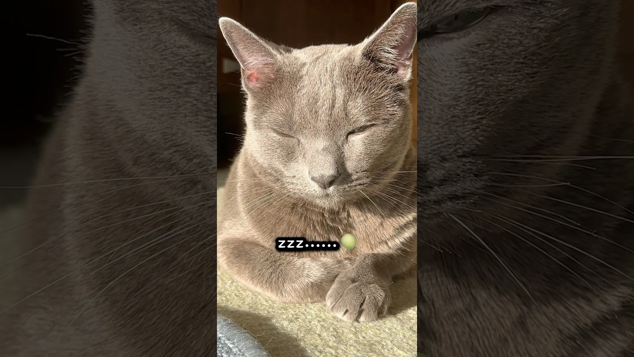 【ロシアンブルー】めろん〜気持ち良さそうです🤭【猫】#shorts