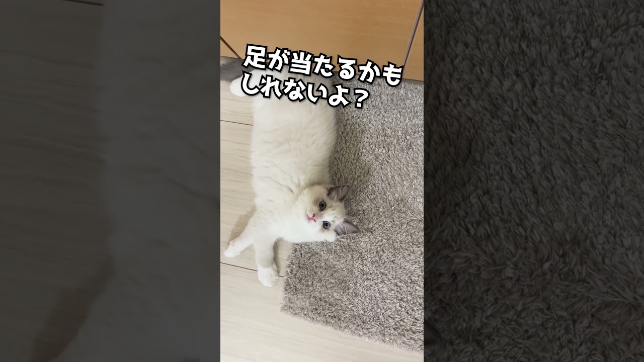 歯磨きしてたら床にラグドールが落ちてた　 　#子猫 #ラグドール #いっぺいdialy #ねこ #子猫きょうだい #ragdoll