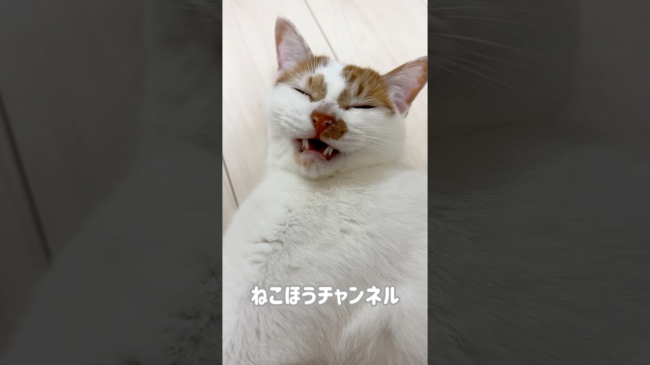 眠くてもお返事する猫が可愛い! #shorts
