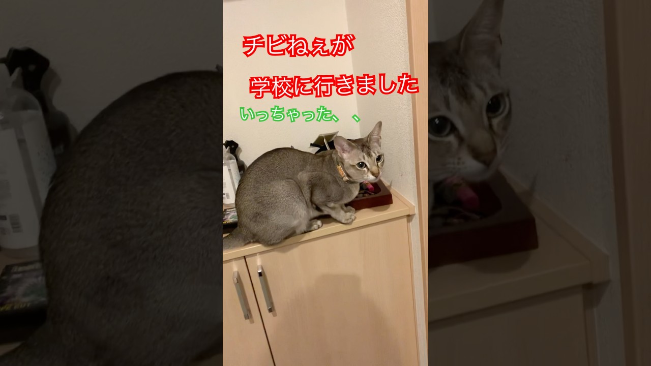 チビねぇが学校に行って寂しい弟者　#シンガプーラ　#猫のいるくらし