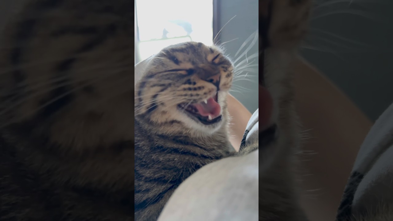 【猫動画】寝起きの猫が無防備すぎて可愛いwww #shorts