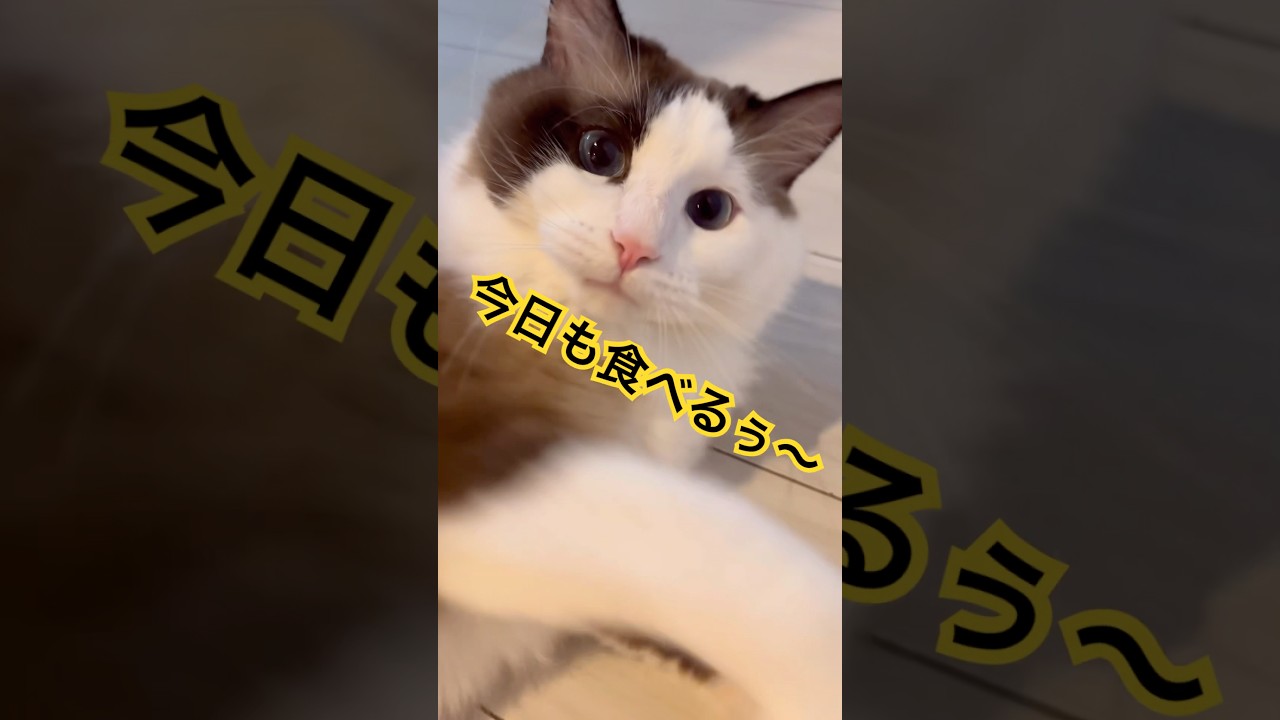 【猫動画】猫は今日も働きません😈#shorts #猫 #ラグドール