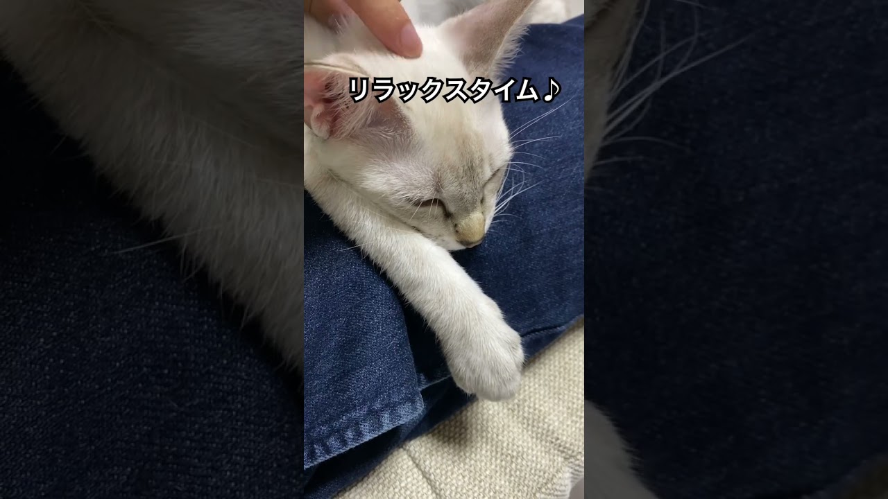 おてて体操！　#元保護猫　#シャムトラ　#シャムミックス　#cat #猫耳 #kitten #シャムmix  #子猫 #猫耳