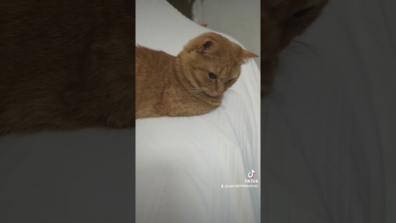 普通の猫かなと思ったら手短かwww #マンチカン #短足マンチカン