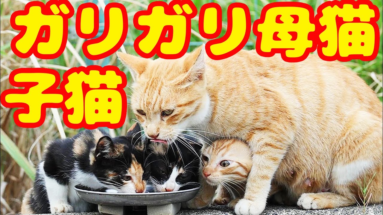 子猫とガリガリ母猫にご飯をあげたら死に物狂いで・・・ 子猫と母猫とさくらねこへの給餌
