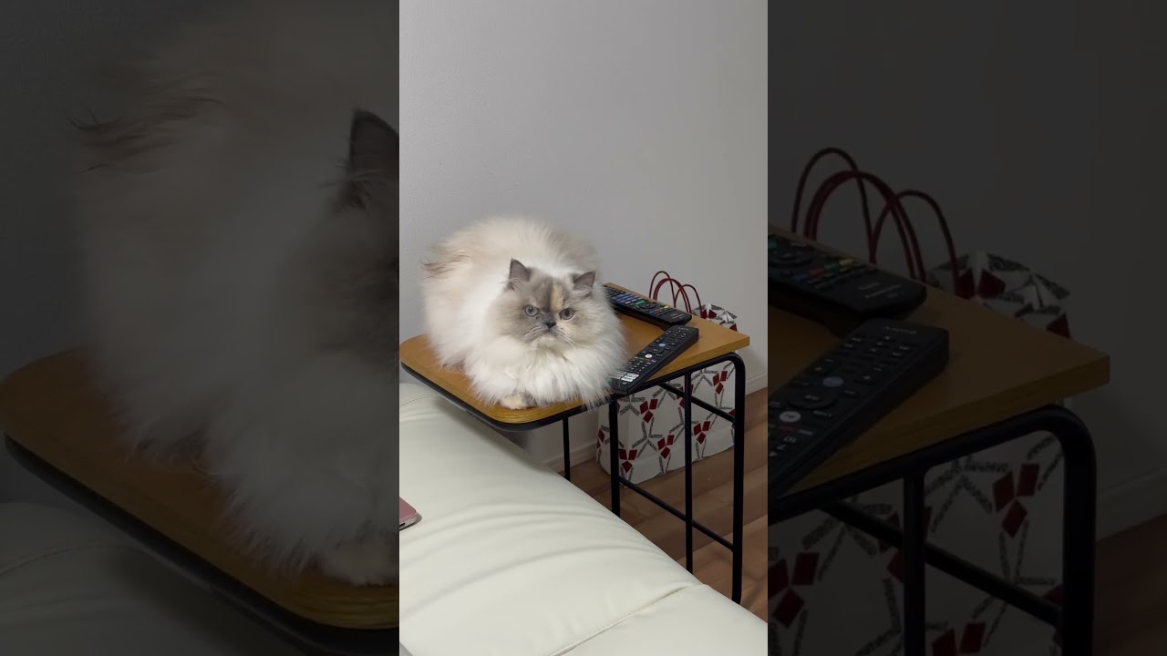 ソファよりもサイドテーブルがすき #ヒマラヤン