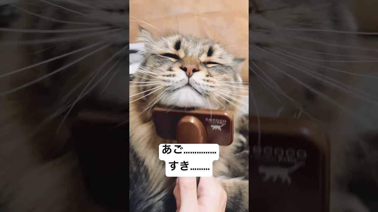 ブラッシングイージーモードすぎるねこたん#猫 #サイベリアン tブラッシング