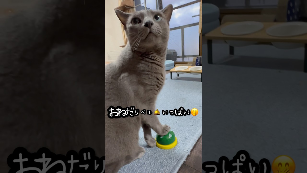 【ロシアンブルー】今朝のめろん〜いつも通りの朝🤗穏やかです🍀【猫】#shorts