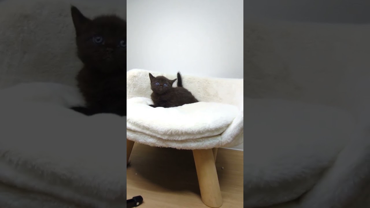 ボンベイ ブラックカラーの男の子🌟