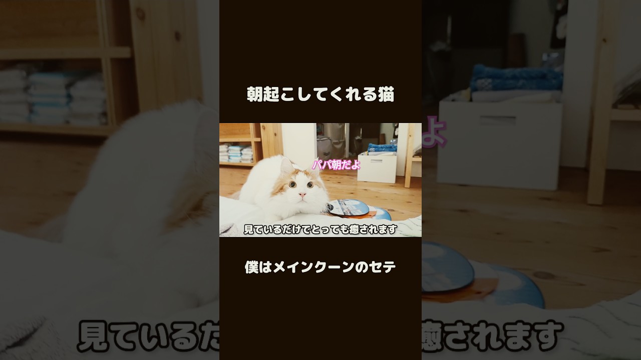 猫が起こしてくれる朝 #メインクーン #猫のいる暮らし #ねこ #mainecoon #cat
