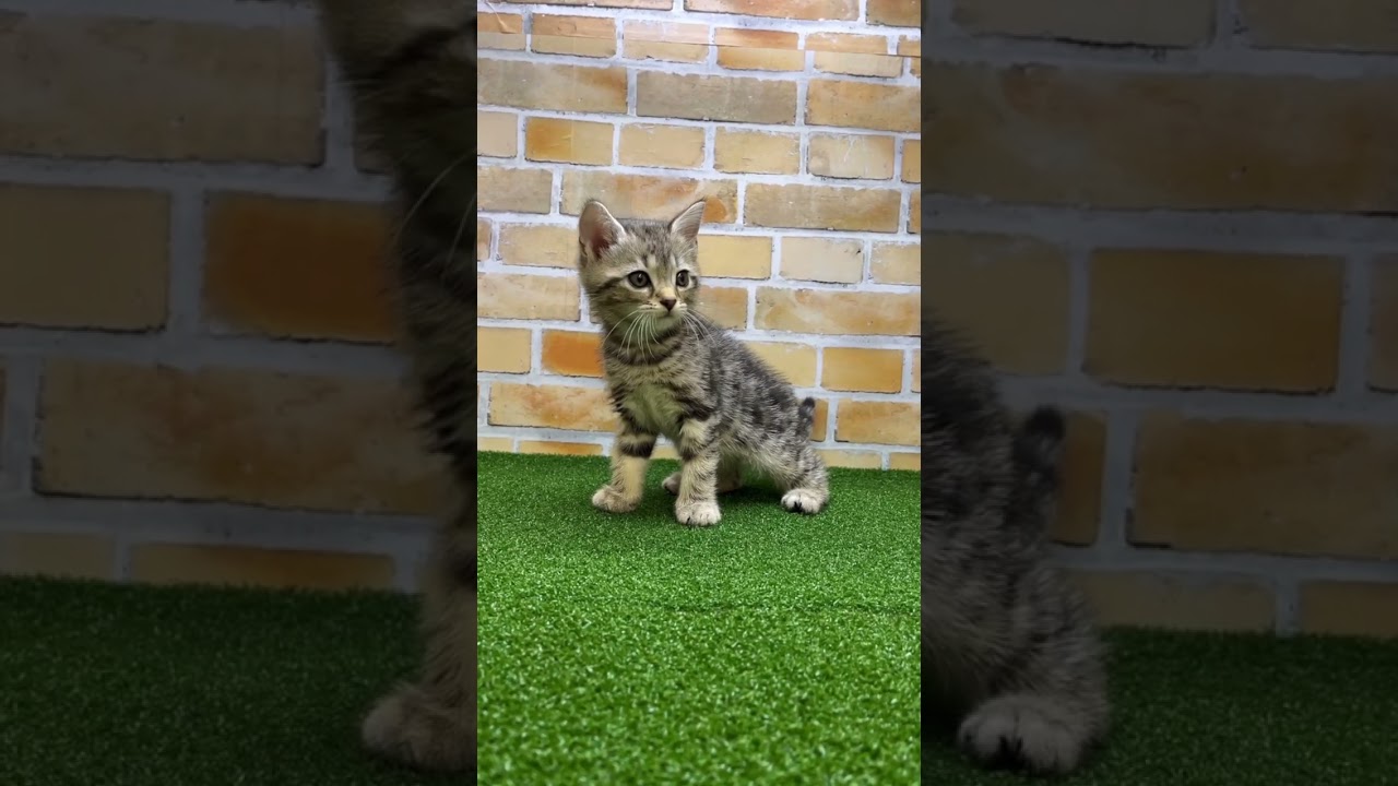 ♡新しいねこちゃん紹介♡ #アメリカンショートヘアー    #猫のいる暮らし