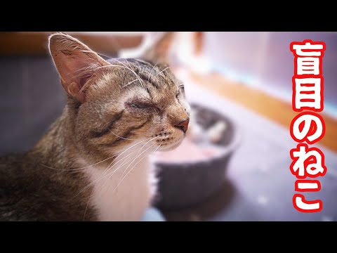 リラック出来た目の不自由なねこと監視する茶トラ猫　退院したはちわれ猫