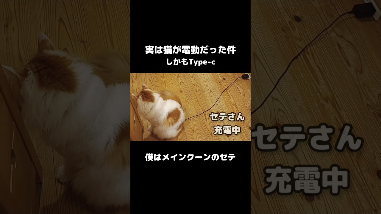 猫が充電していました。#メインクーン #猫のいる暮らし #mainecoon #cat