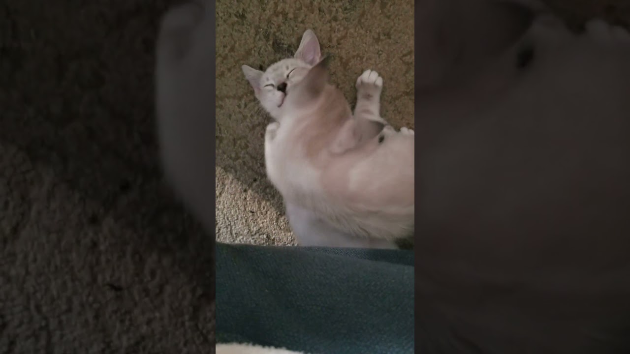 Ricky wake up I wanna play! #catlovers #kittenadventures #catvideos #kitten  #catvideos  #catfuntoys