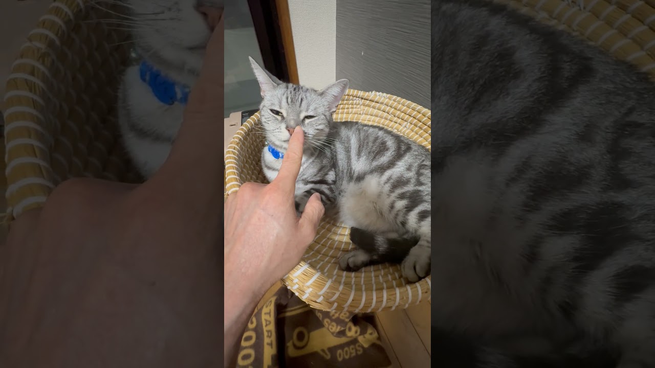 ねこちぐらで腹出して寛ぐ猫 #shorts