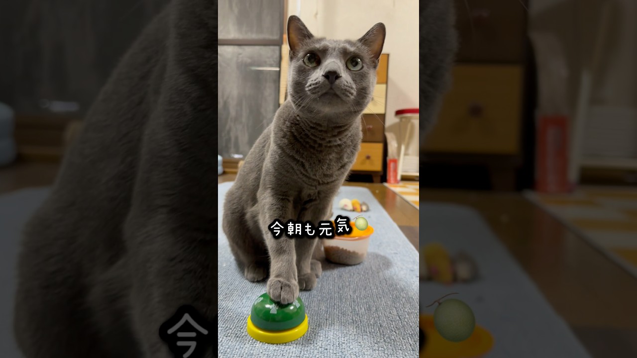 【ロシアンブルー】めろん今朝のベル押し🛎️の前にカリカリ歯に詰まる🫢【猫】#shorts