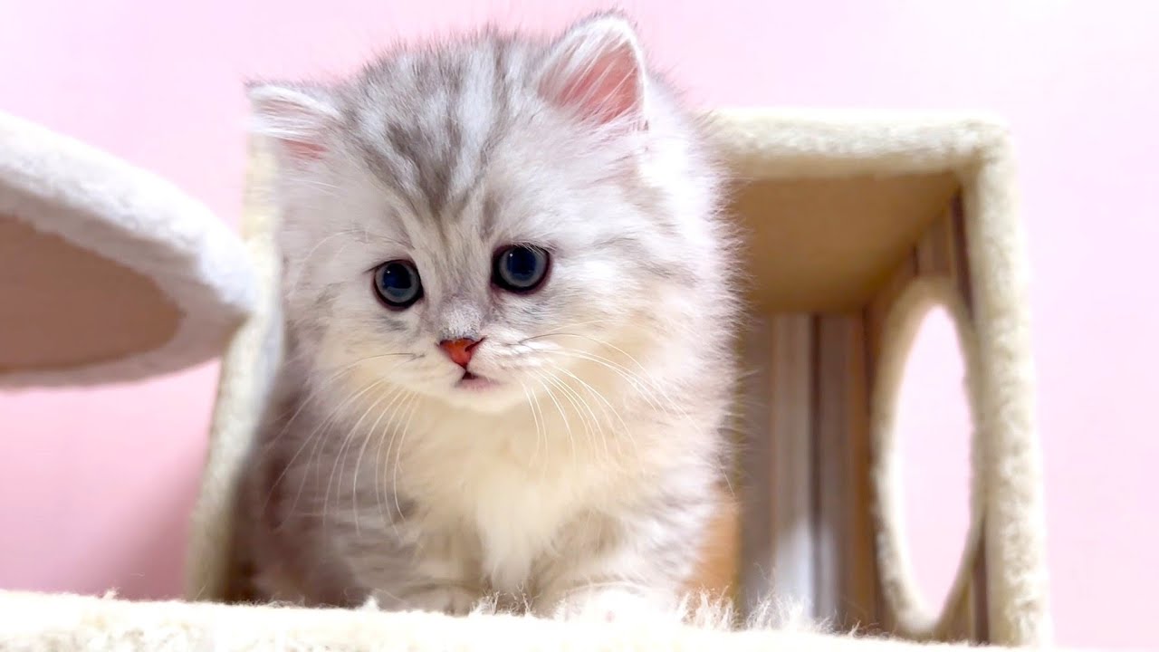 ★まとめ★いつかのクルミ家の子猫達をまとめてみた件【猫のいる生活Vol.751～754】出産動画 マンチカン短足・ミヌエット・ペルシャ猫専門ブリーダー『ペット蔵人』【子猫の成長記録】