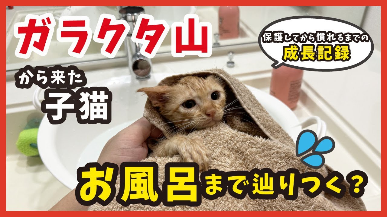【ガラクタ山でレスキュー】子猫のケージ生活 - 愛情と忍耐の24時間。