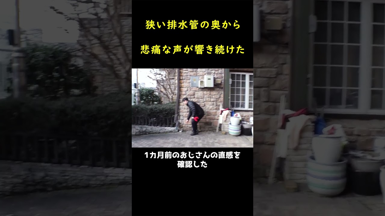 パイプの中で１ヶ月間も鳴き続けた子猫！！