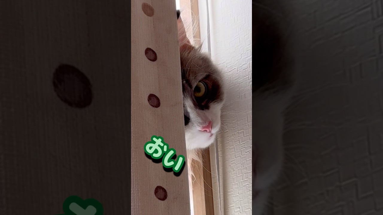 睨む猫　長男風太　もふもふサイベリアン