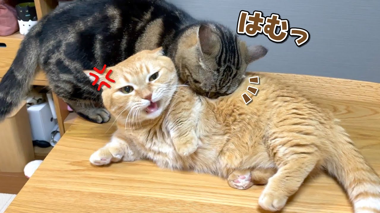 兄猫のことが大好きすぎて食べちゃう弟猫に困ってます…