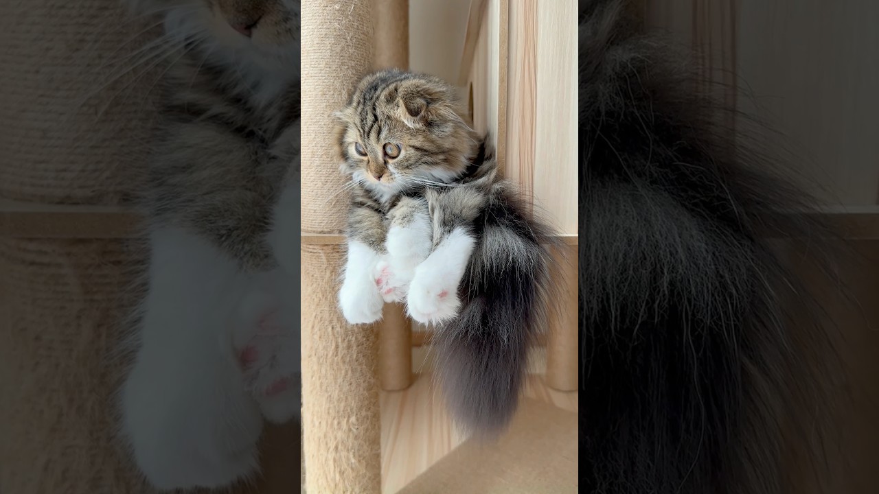 [Extra] 🐈Cute Scottish Fold kitten grooming herself on the the cat tower. Elle video No.E2