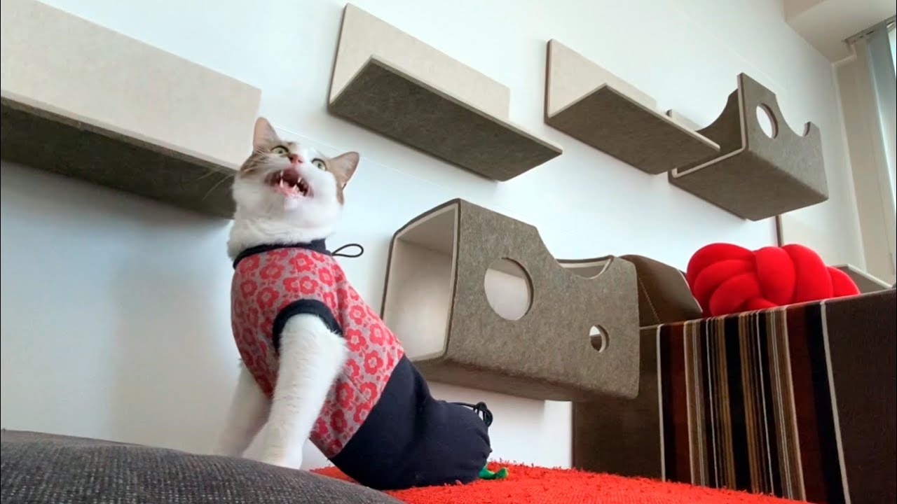 エースの世界が広がった日【夢のようなキャットウォークがやってきた！】