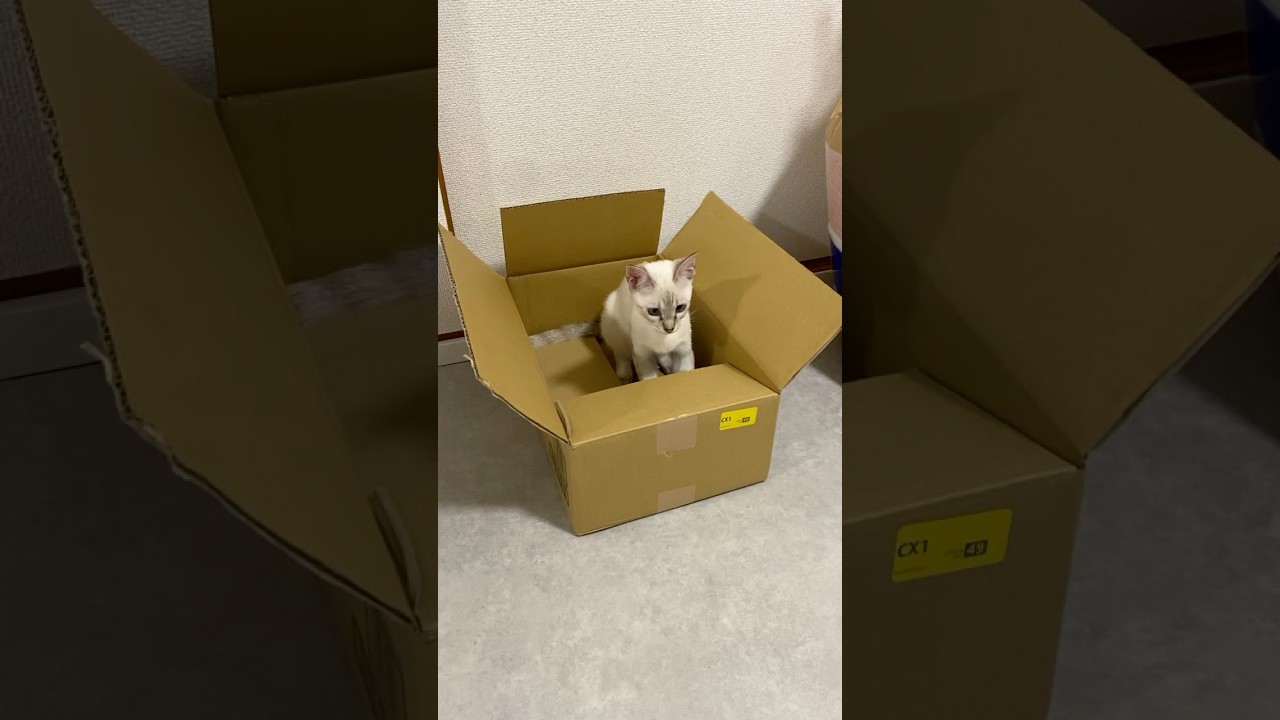 初めてダンボールに入りました！　#元保護猫　#シャムトラ　#シャムミックス　#cat #猫耳 #kitten #シャムmix  #子猫 #猫耳