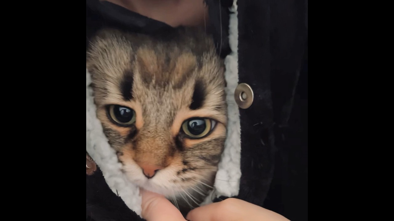 着る毛布でホカホカになって出てきた #cat #サイベリアン #ねこ #猫 #着る毛布