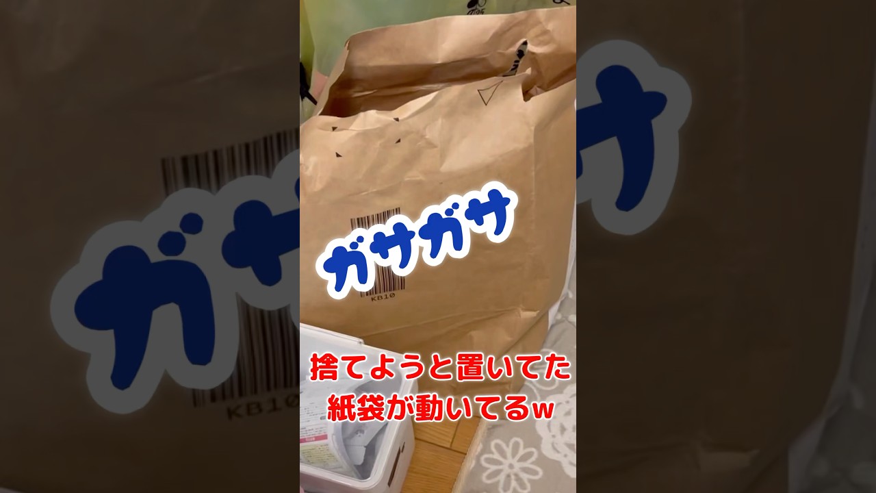 紙袋の中身は？#shorts #猫#ソマリ