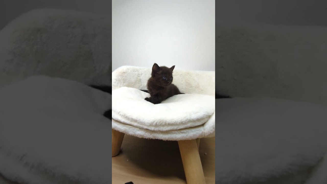 ボンベイ ブラックカラーの男の子🌟