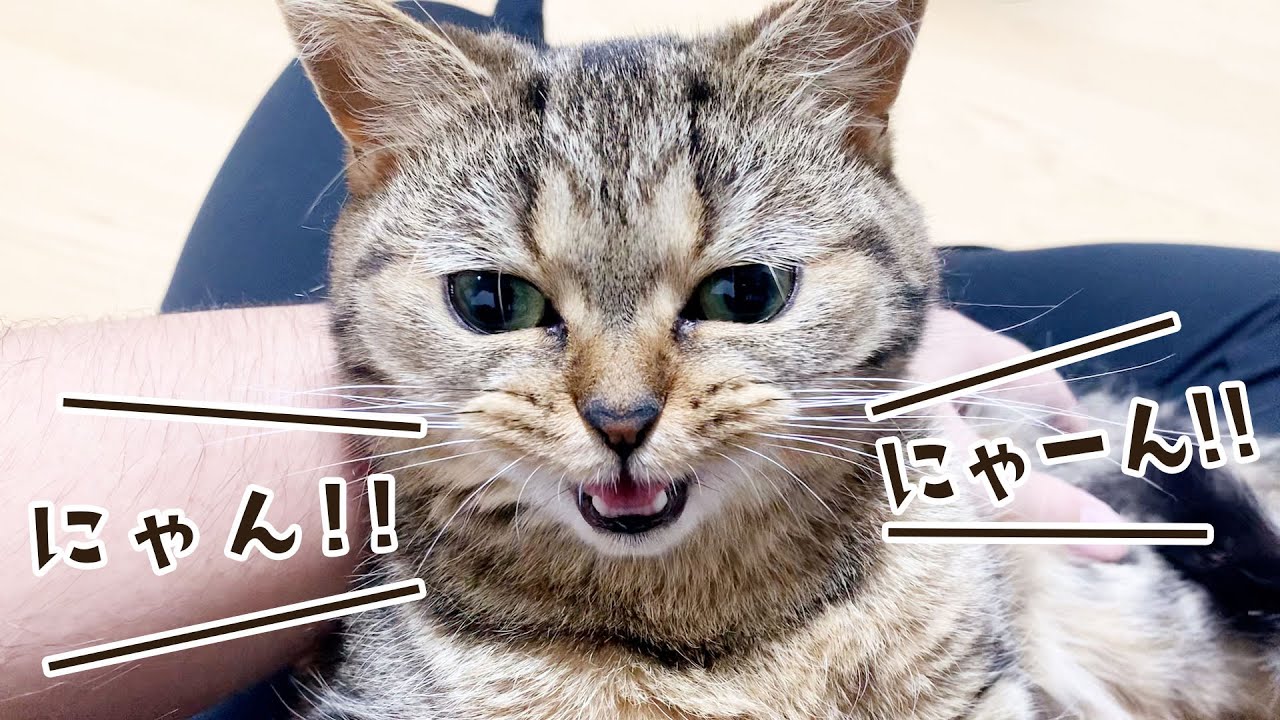 「もか」「ごはん」と語りかけると返事をする猫がこちら！ #393【生後1年と99日目 スコティッシュフォールド】