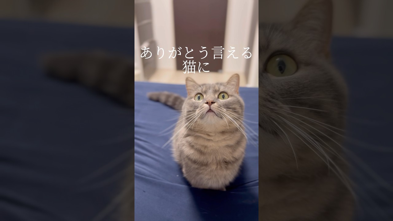 「ありがとう」が言える猫になろうという飼い主の教えを学んだ猫がこちらです...#shorts #猫 #マンチカン