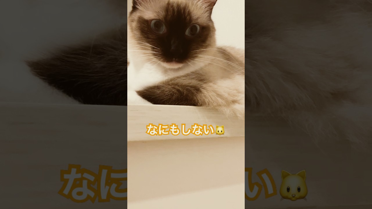 ラグドールの女の子猫 #cat #猫のいる暮らし #shortvideo #ねこ #ラグドール #shortvideo @tanutoko