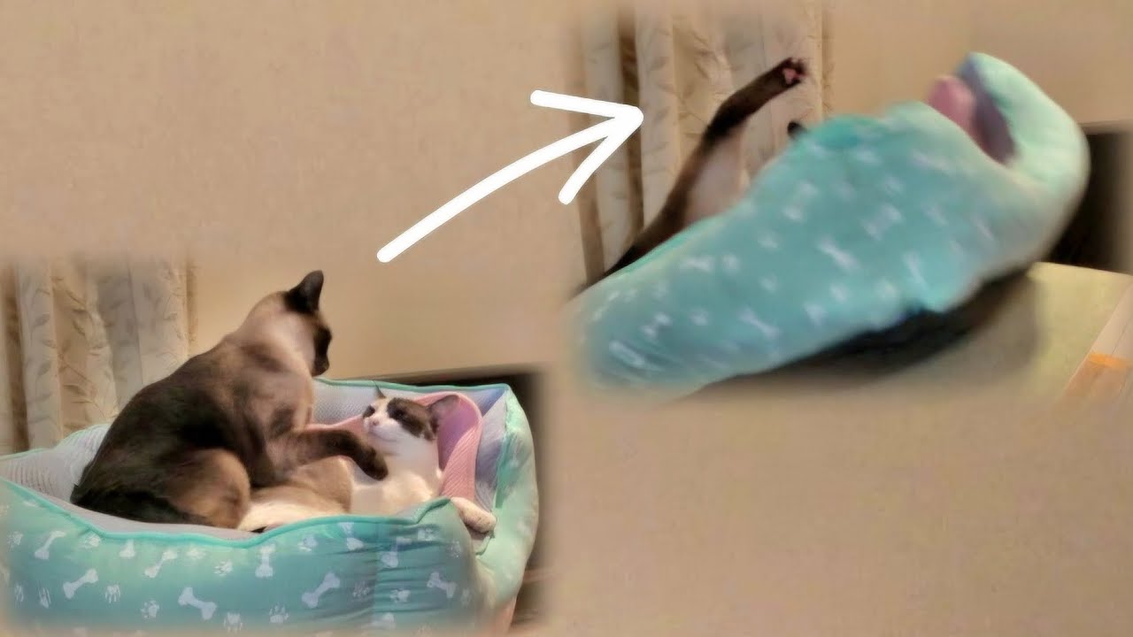 ベッドの中で急に喧嘩になりベッドごと落下して！する猫達🌋