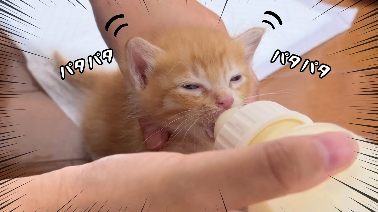 耳をパタパタさせながらミルクを飲む子猫があまりに可愛すぎる/離乳食デビュー