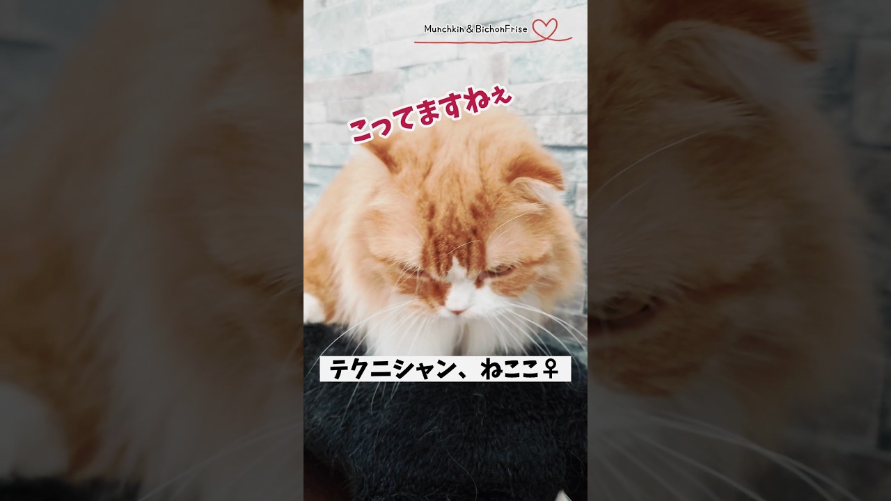 【マンチカン】絶妙なマッサージを施す女王猫 【犬と猫、両方飼ってると毎日かわいい♥】