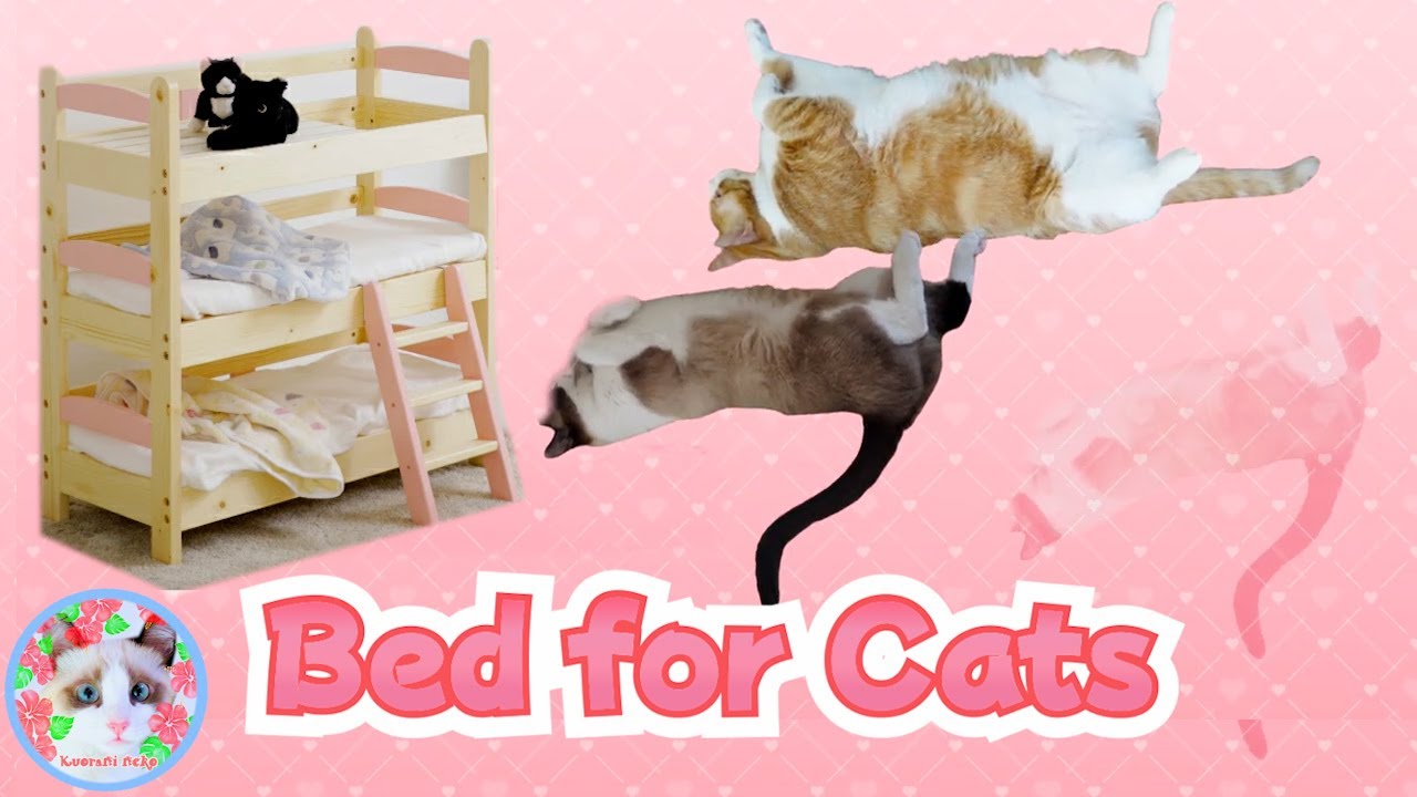 大型猫がネコ用ベッドをレビューします Big cats review cat beds