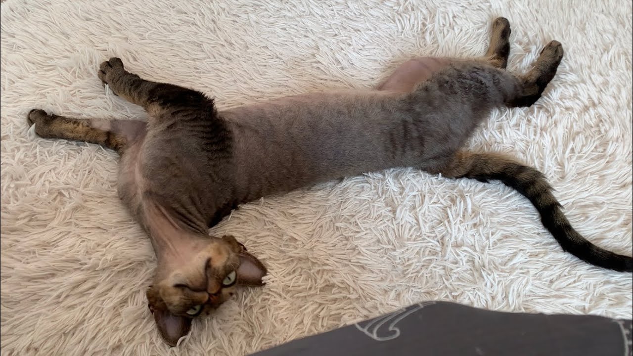 デボンレックス弟は構ってちゃんです(Devon Rex cat is so clingy)